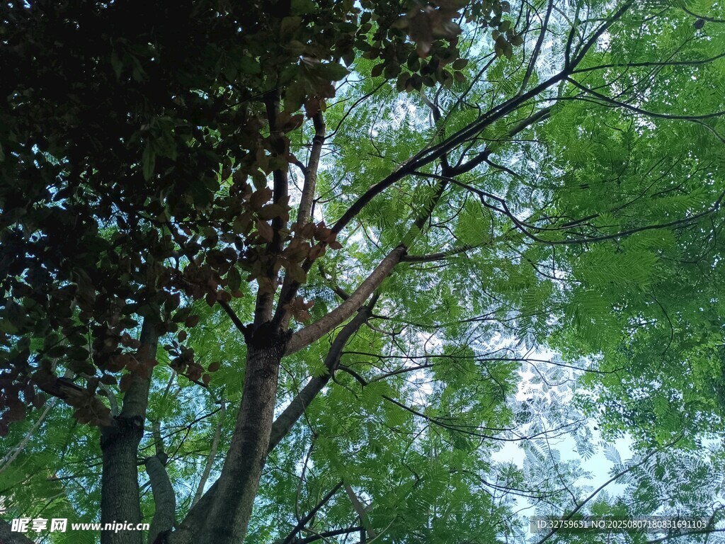 仰视繁茂绿树树冠