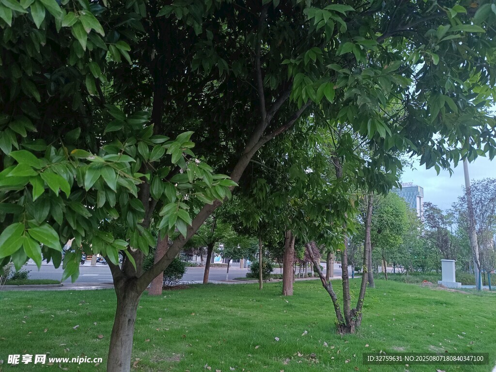 绿树成荫的宁静公园场景