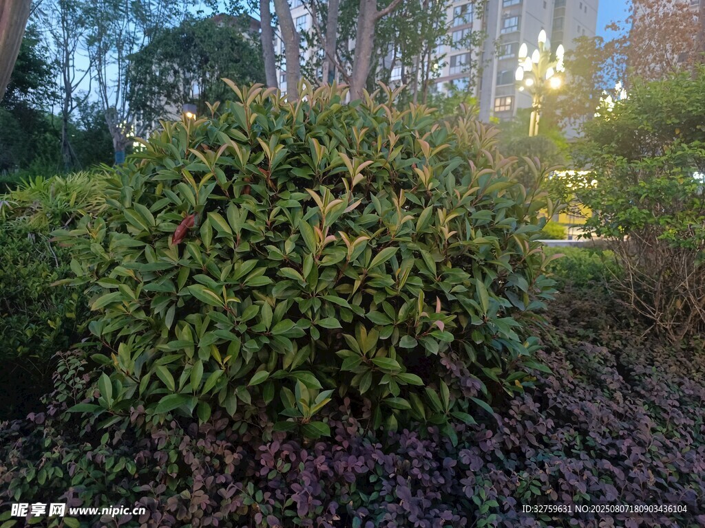 阳光下的茂密绿植