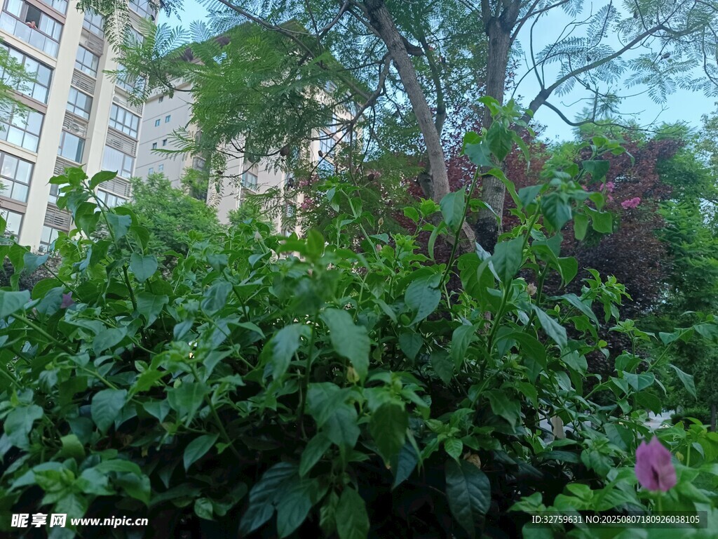 繁茂绿植与背景建筑景观