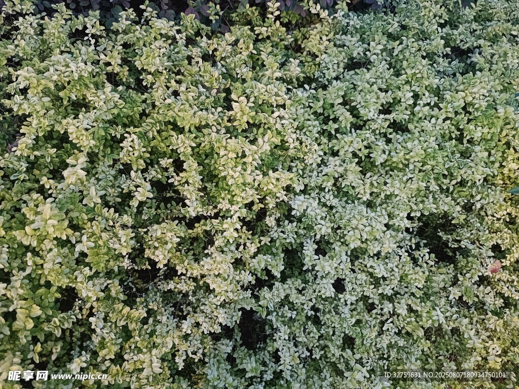 茂密绿植俯视图