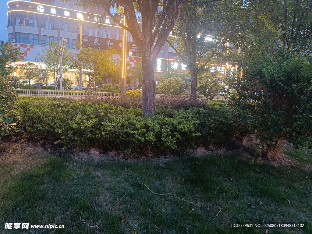 城市夜景中的绿植与灯光