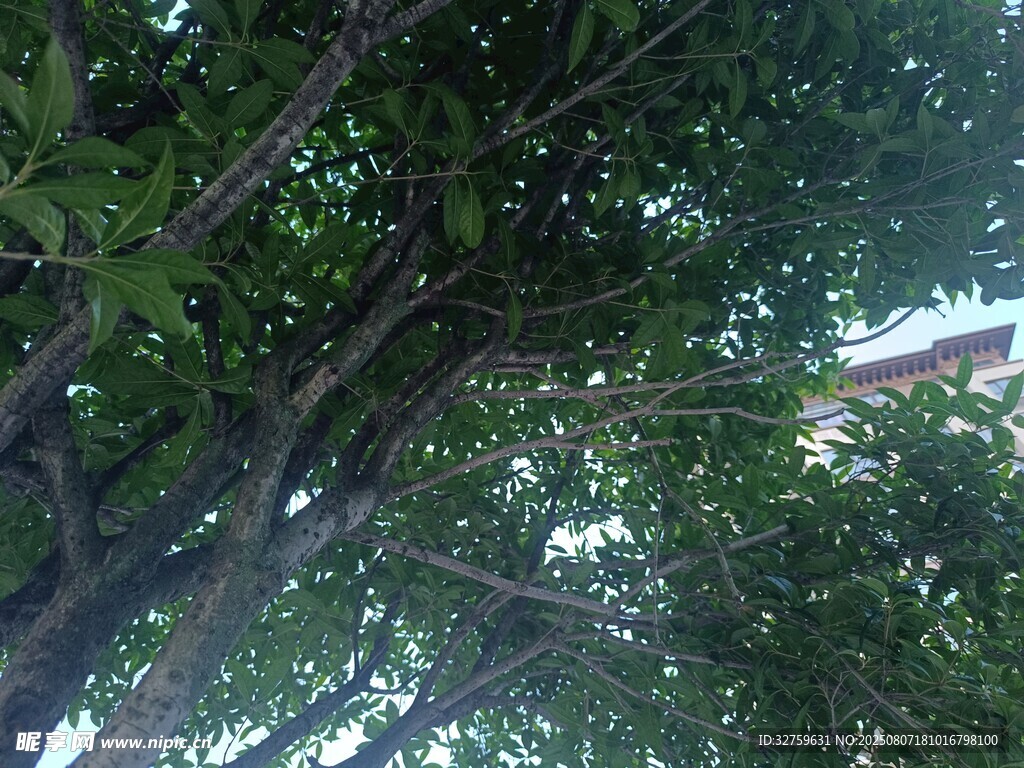 繁茂绿树间的天空一角