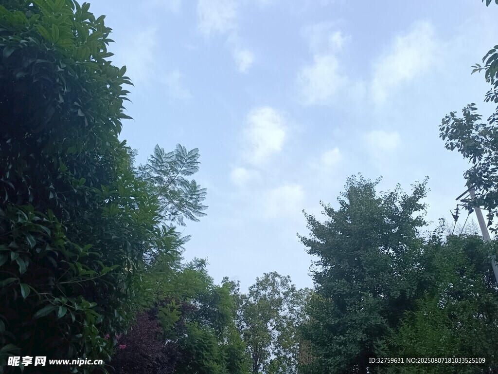 林间蓝天绿树自然景致