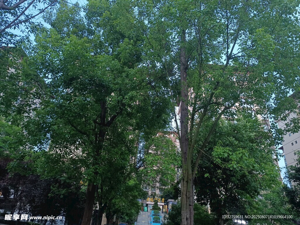 城市中的葱郁绿树
