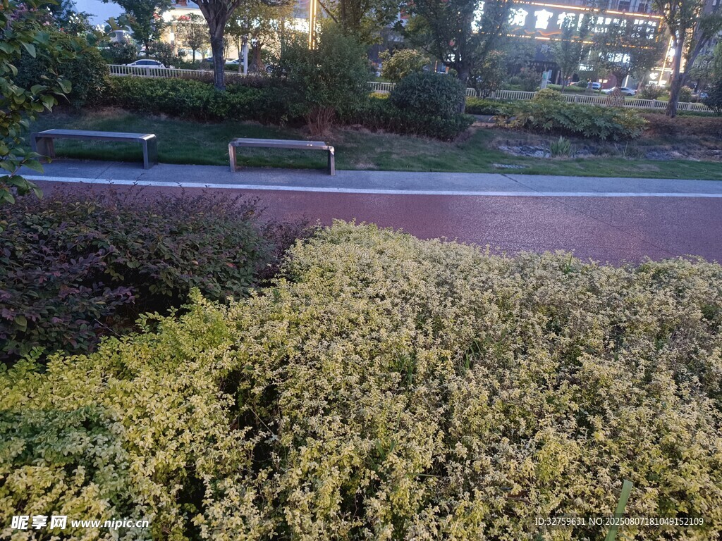 公园中的绿植与道路景观