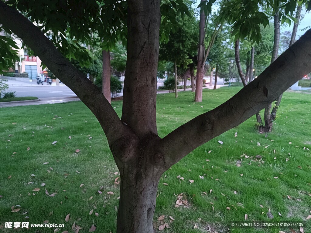 公园中粗壮的树干与草地