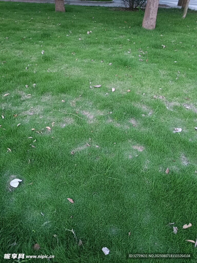 绿意草地间的白色小花