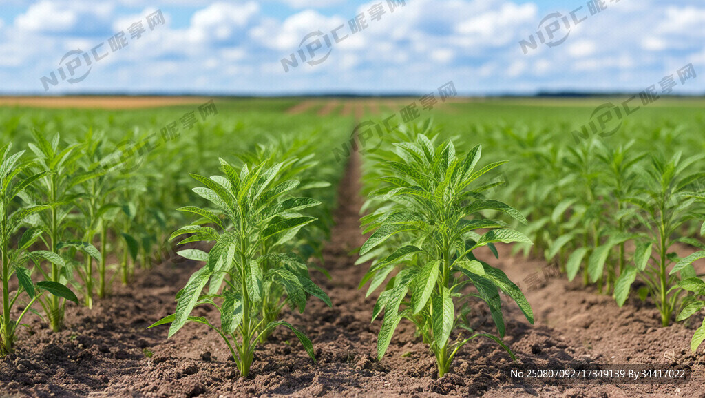 芝麻基地芝麻苗