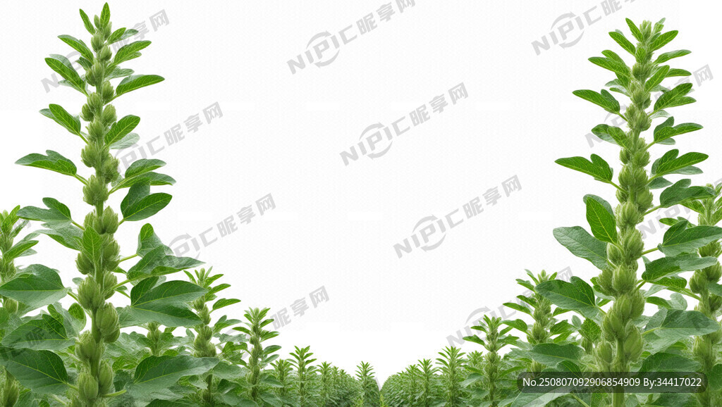 芝麻开花结果基地矢量图