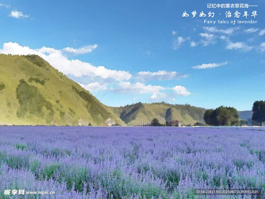 薰衣草 花海
