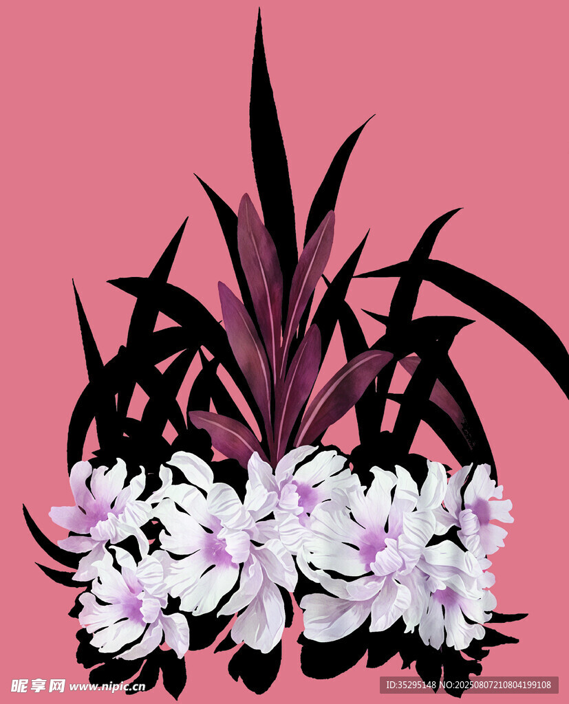 紫叶白花植物插画
