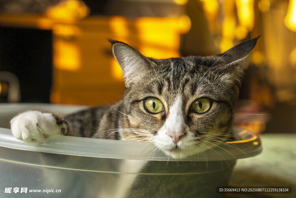 猫咪惬意趴卧在容器中