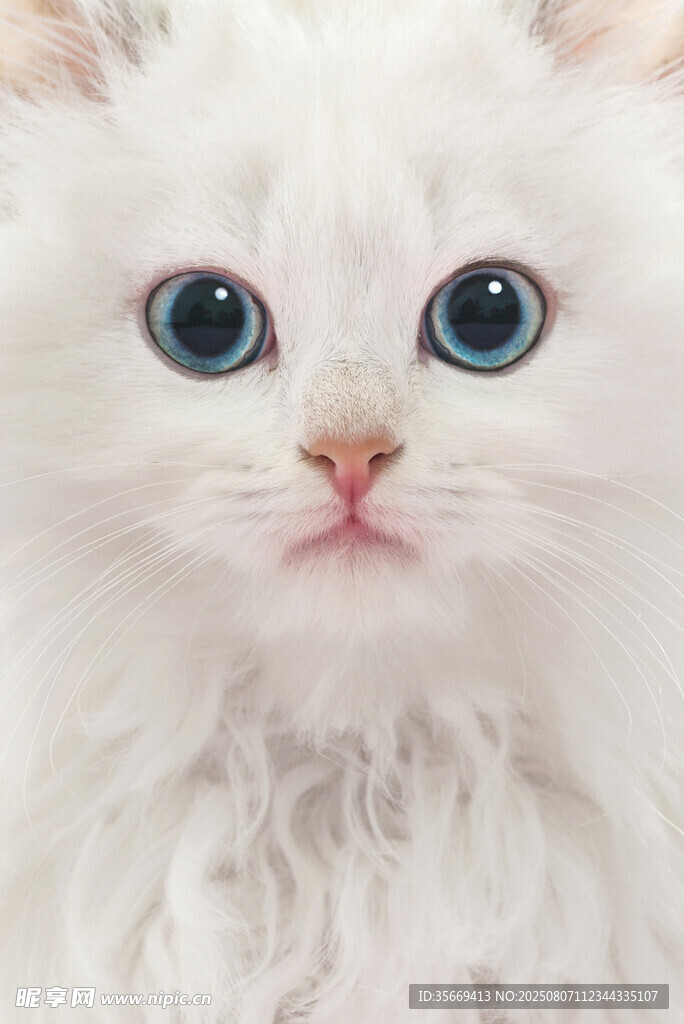 蓝眼白毛萌小猫