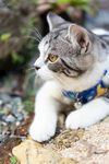 戴项圈的猫咪趴于石上
