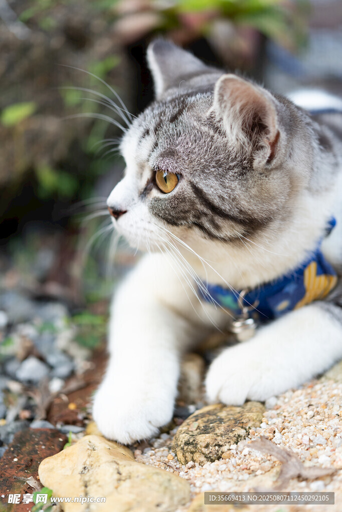 戴项圈的猫咪趴于石上