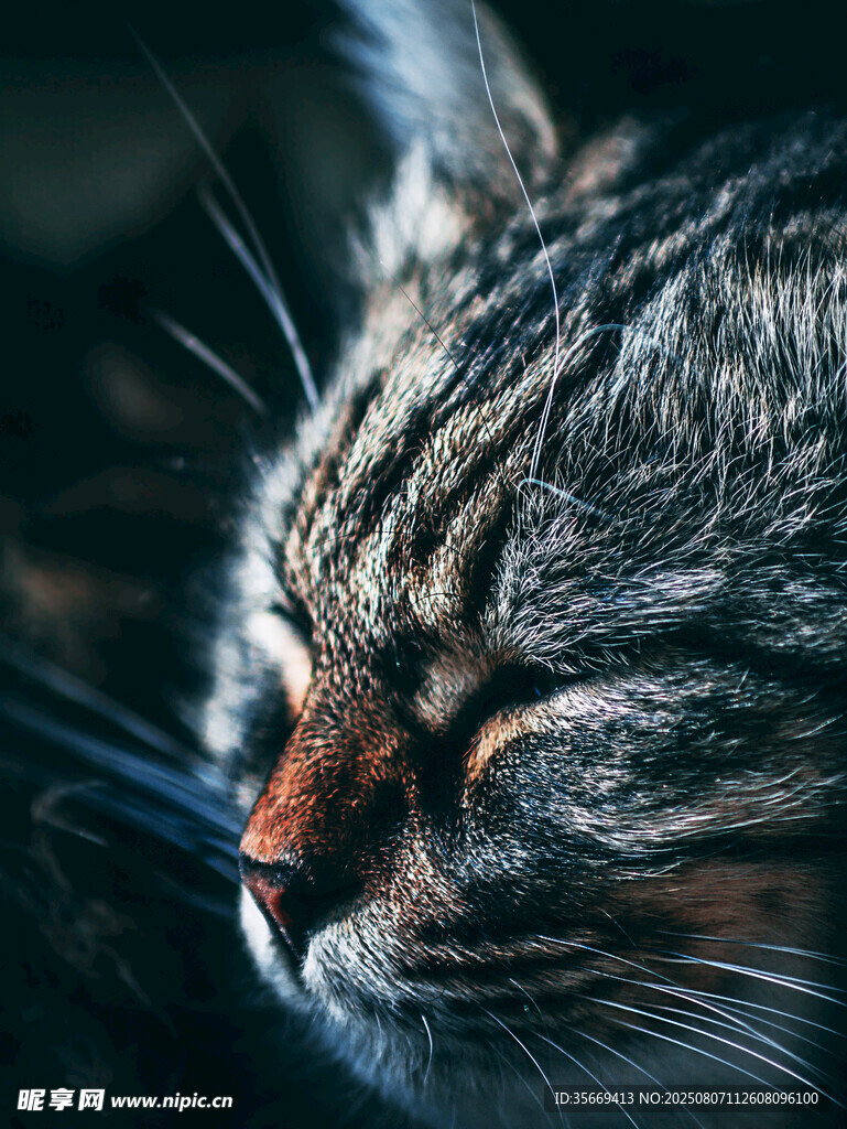 闭眼狸花猫特写