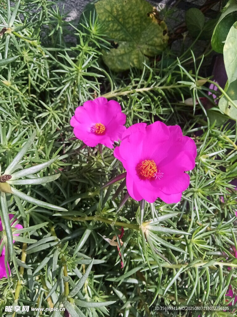 两朵娇艳的粉色太阳花