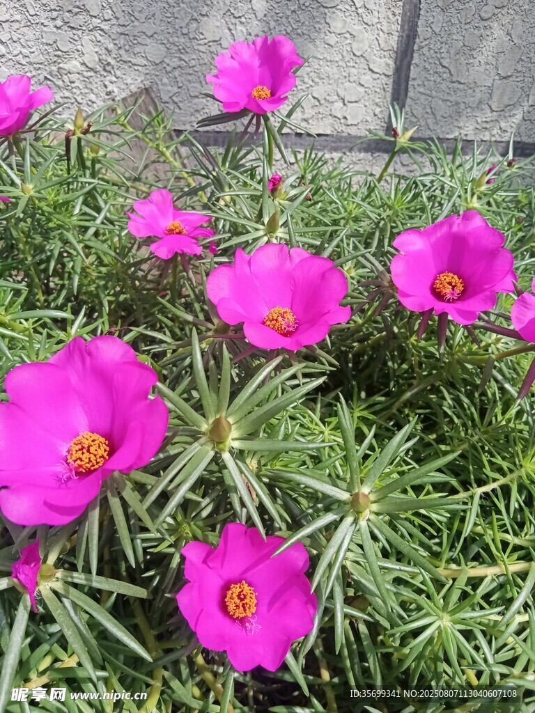 娇艳粉色太阳花绽放