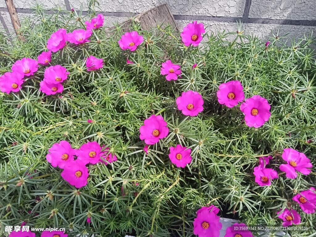 粉色太阳花