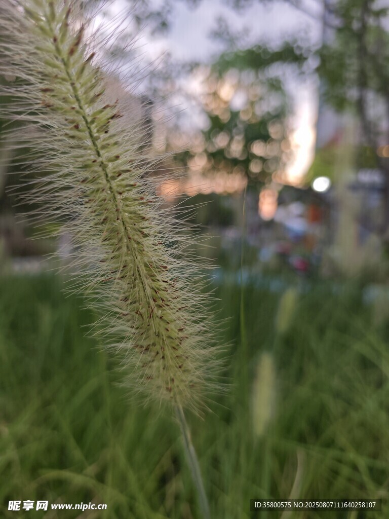 毛茸茸的狗尾巴草