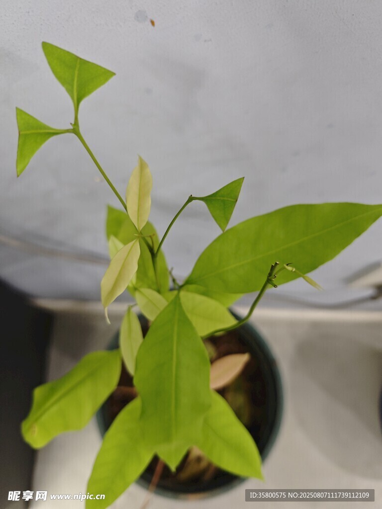 盆栽绿植