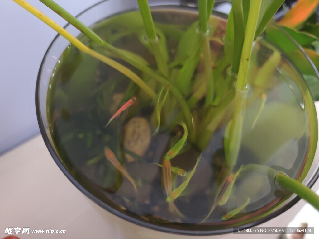 玻璃容器中的水生绿植