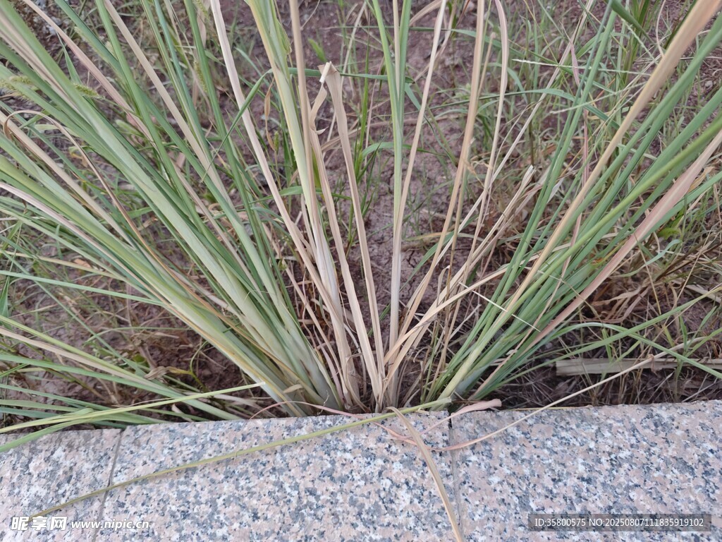 石边丛生的细长绿叶植物