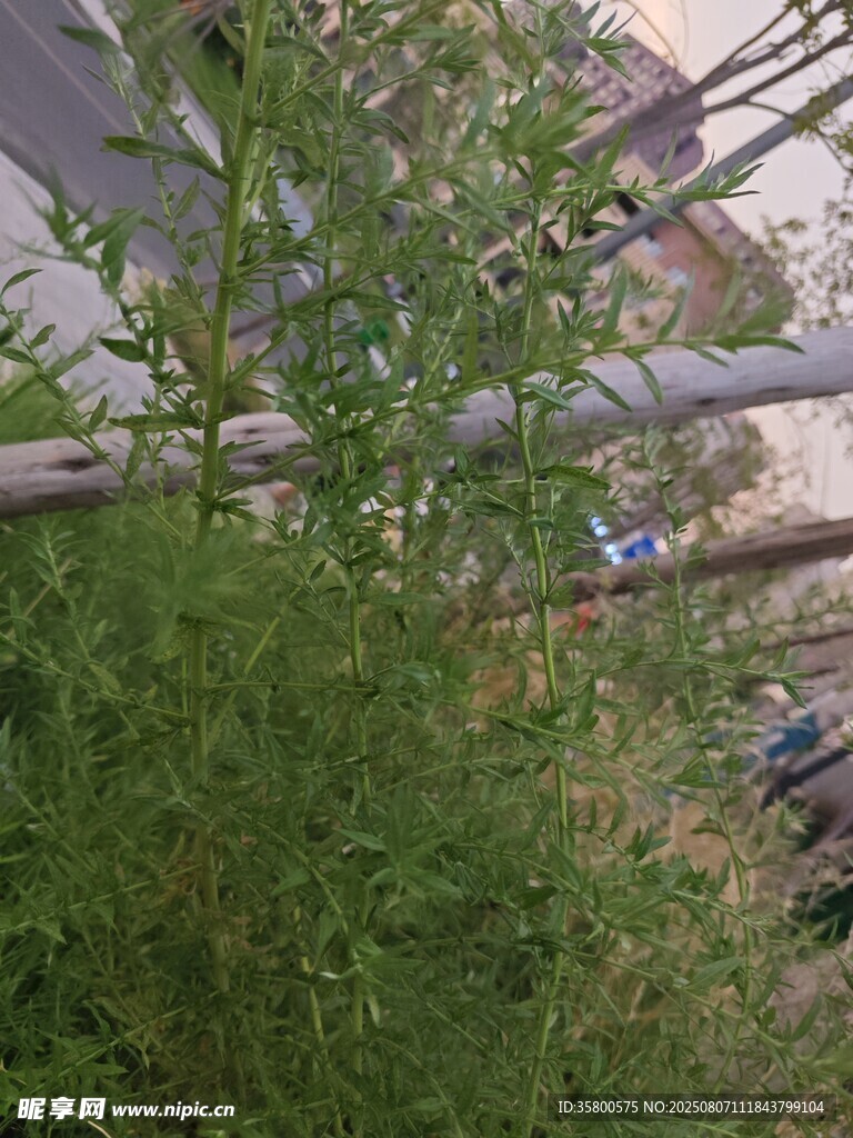 户外绿植与金属栏杆景观