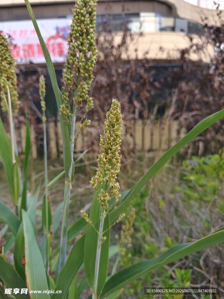 田间生长的绿色植物