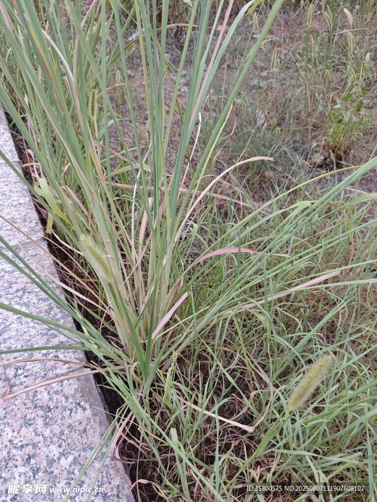 路边生长的绿色草丛