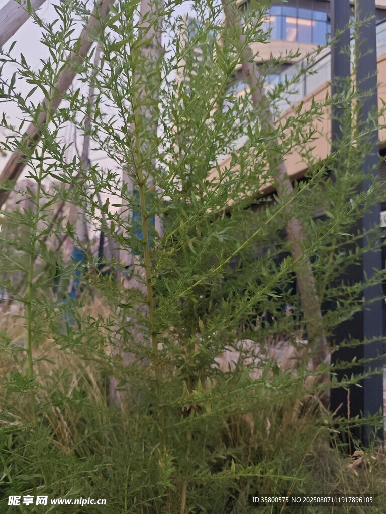 户外绿植与建筑景观