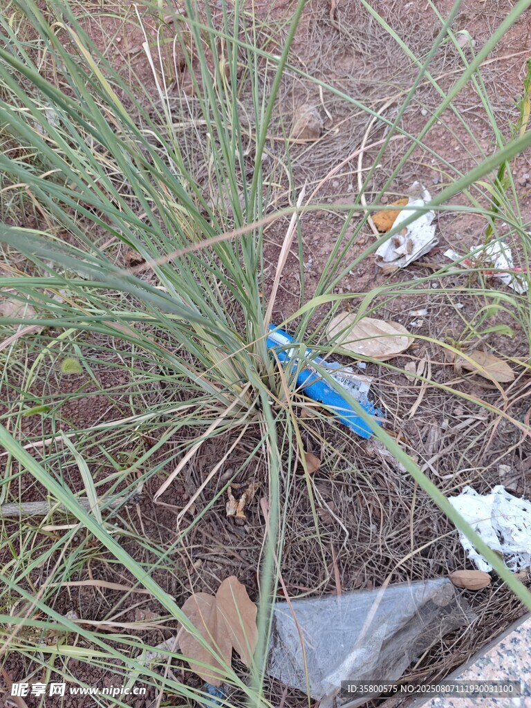 草丛中的垃圾废弃物