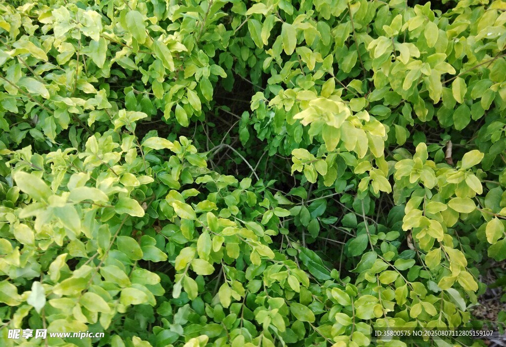 翠绿繁茂的树叶景观