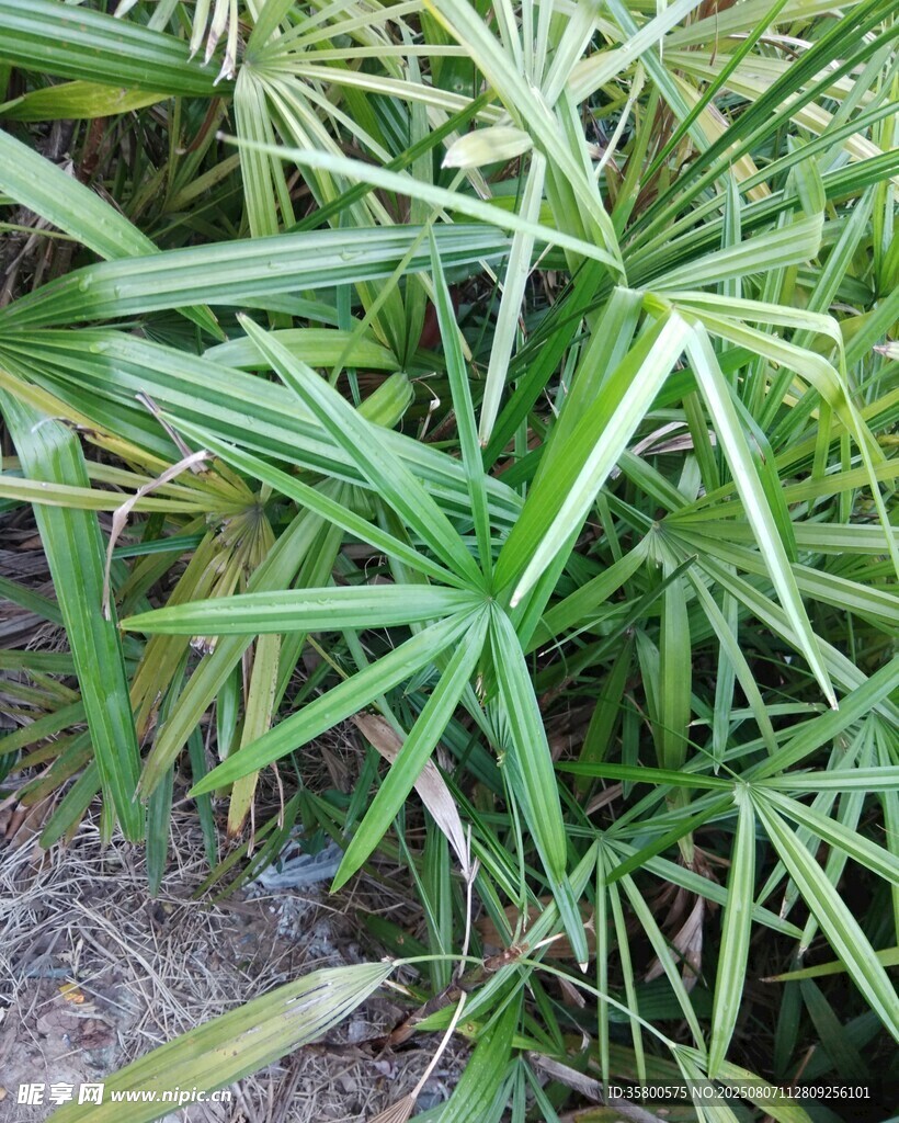 翠绿细长的丛生植物