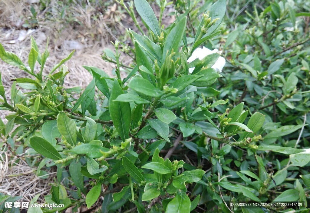 绿叶间的白色小花