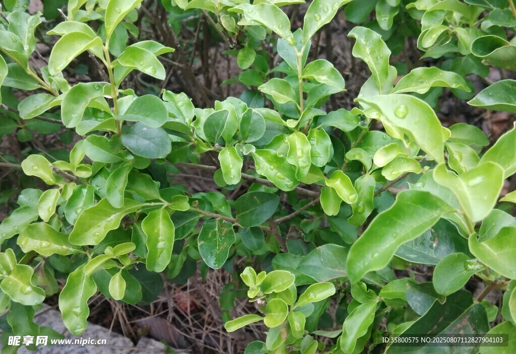 翠绿繁茂的植物景观