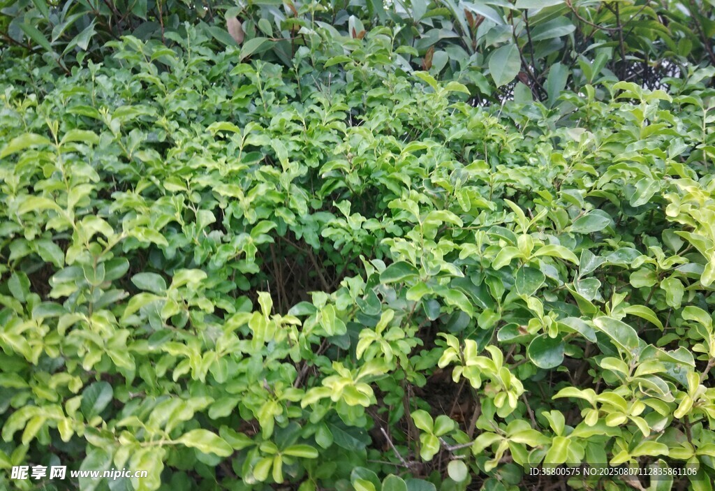 翠绿繁茂的植物景观