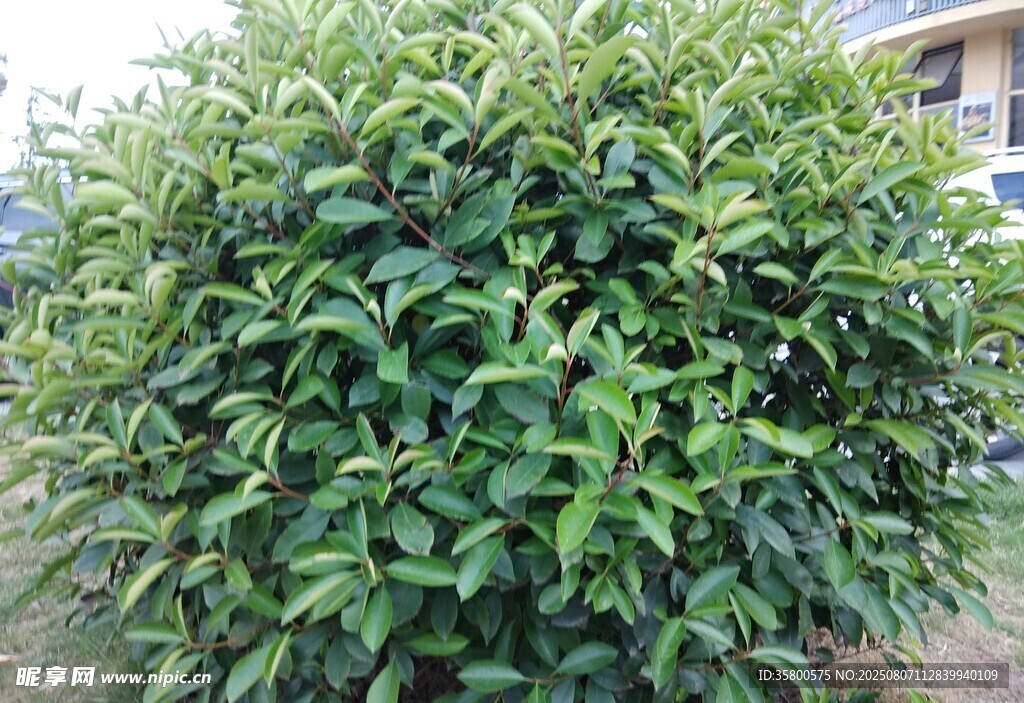 茂盛绿植