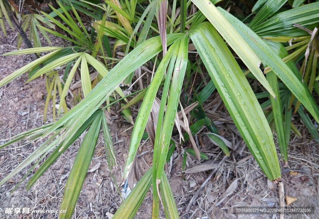 细长叶片的绿色植物