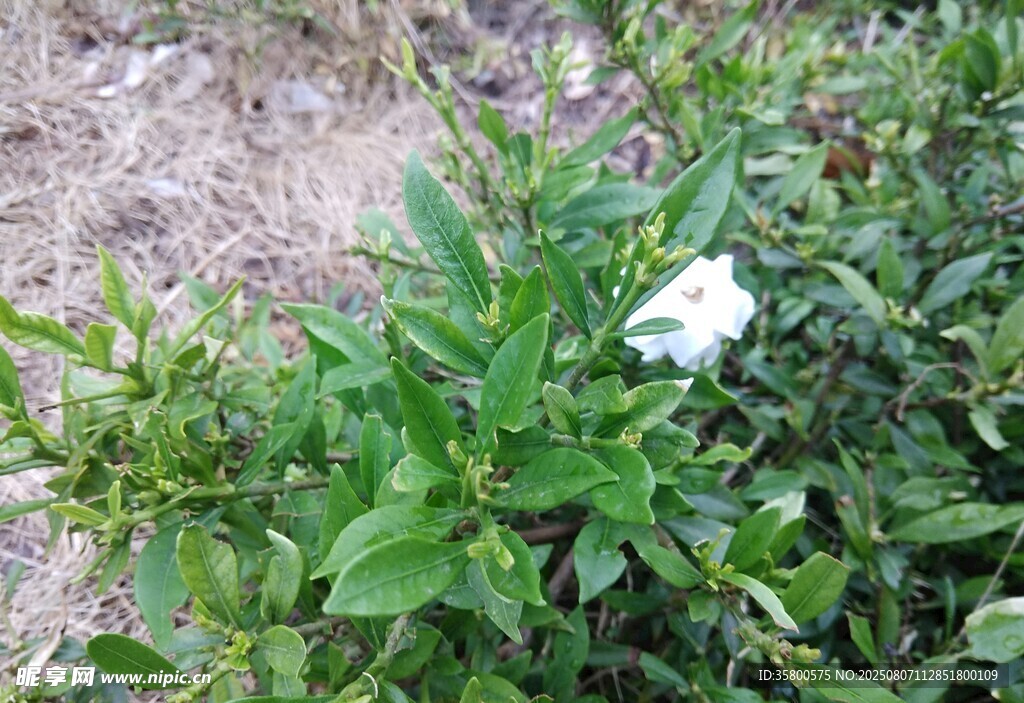 绿叶丛中的白色花朵