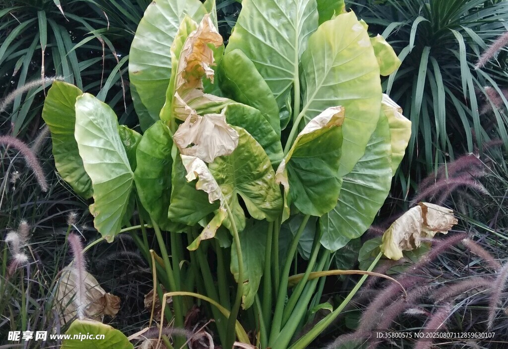 绿叶植物特写