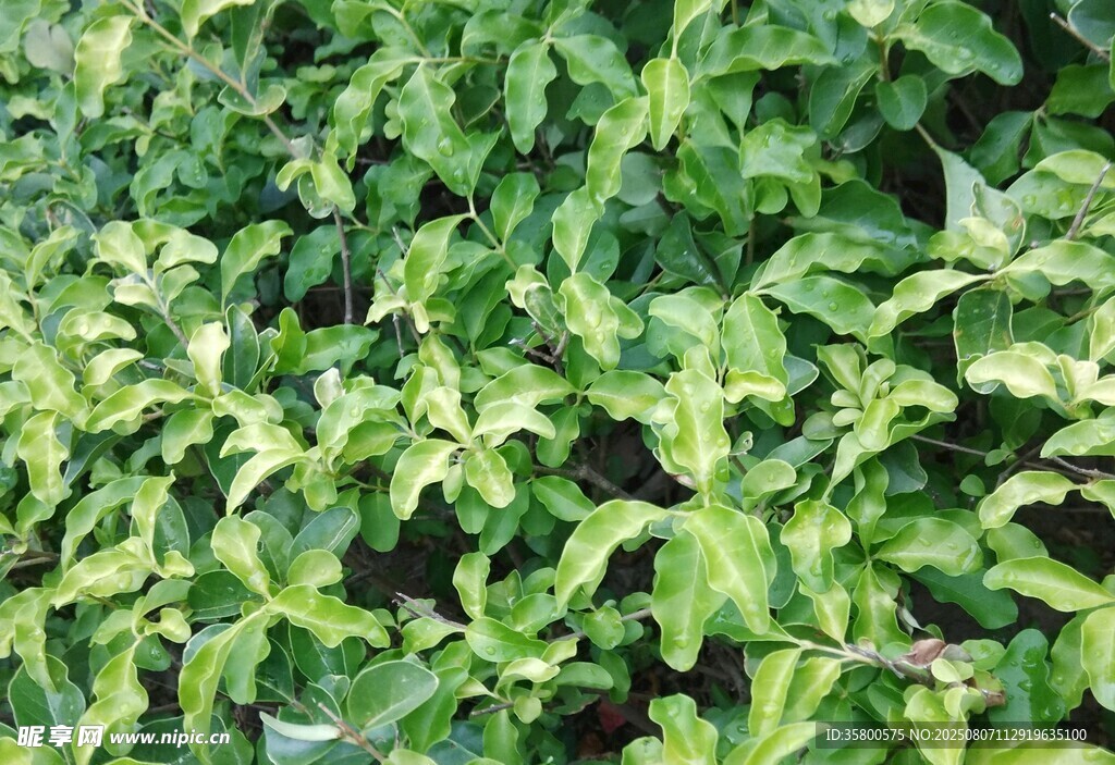 绿叶植物生机盎然