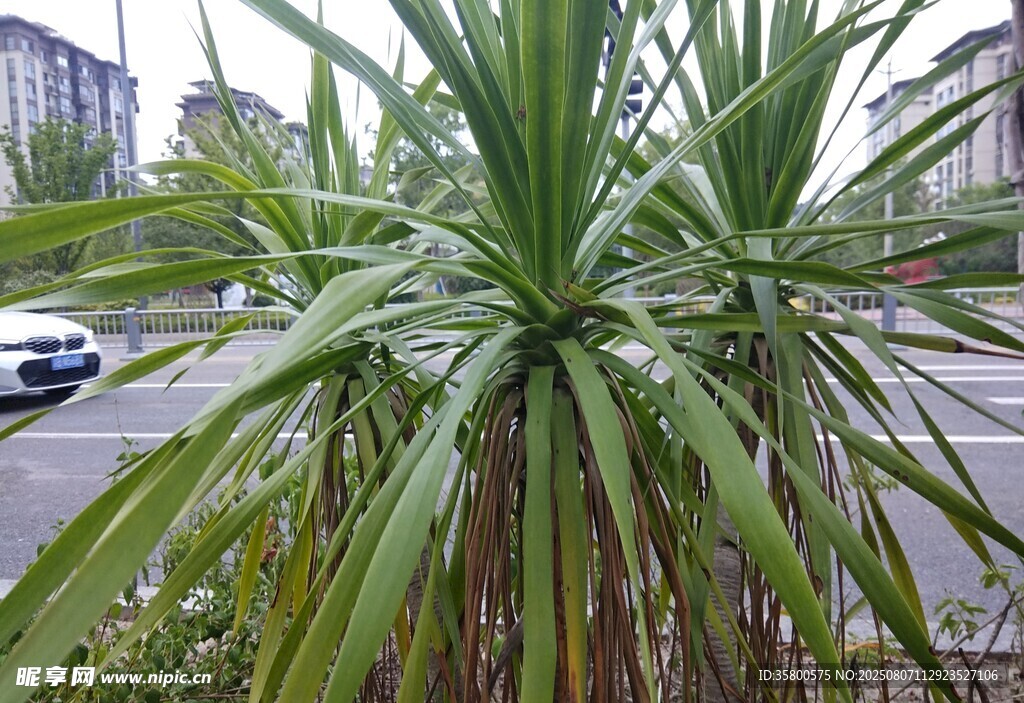路边的翠绿龙舌兰植物