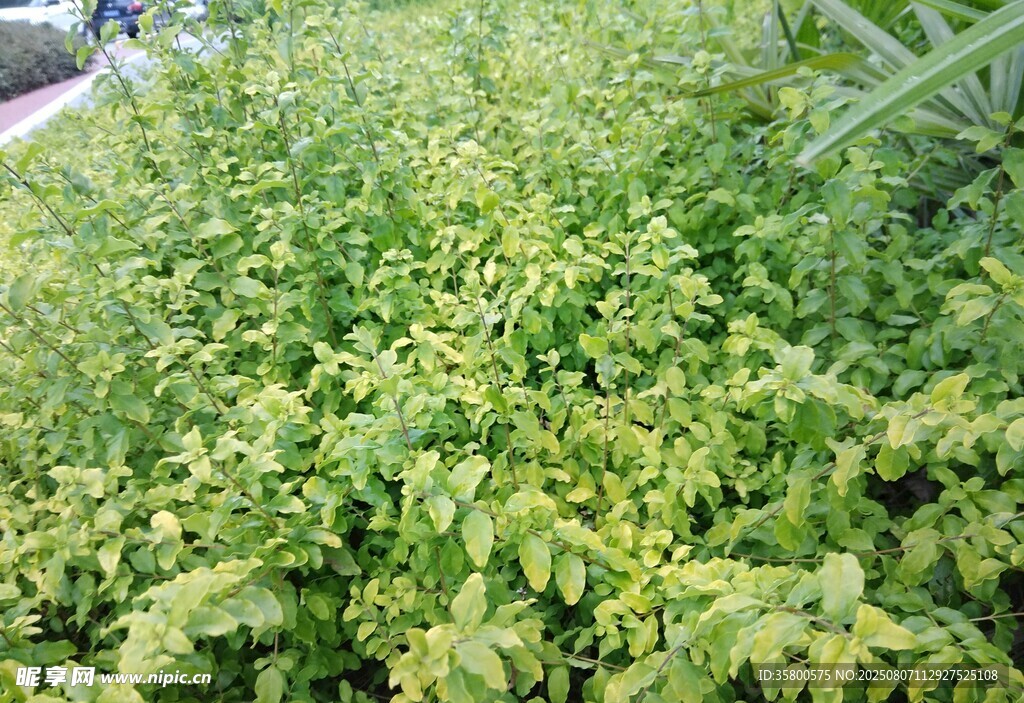 繁茂绿植景观