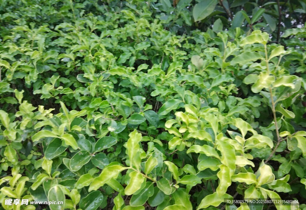 翠绿繁茂的植物景观
