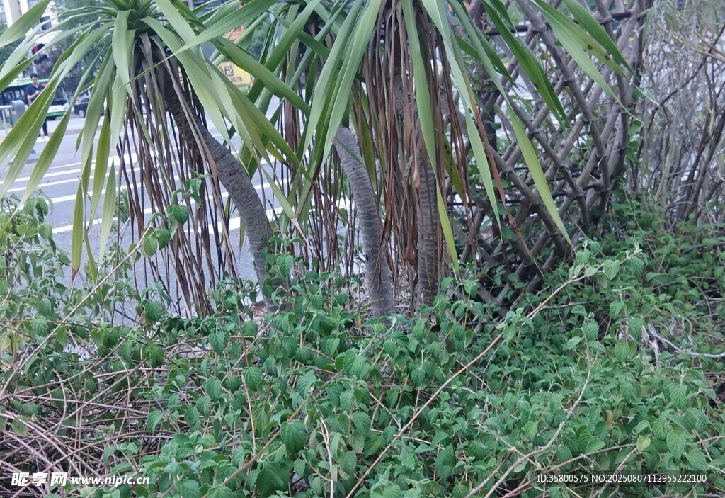 繁茂绿植中的棕榈植物