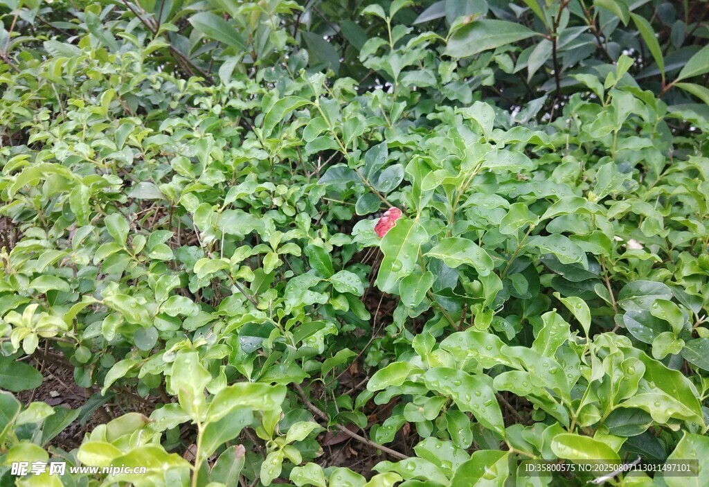 繁茂绿植景观