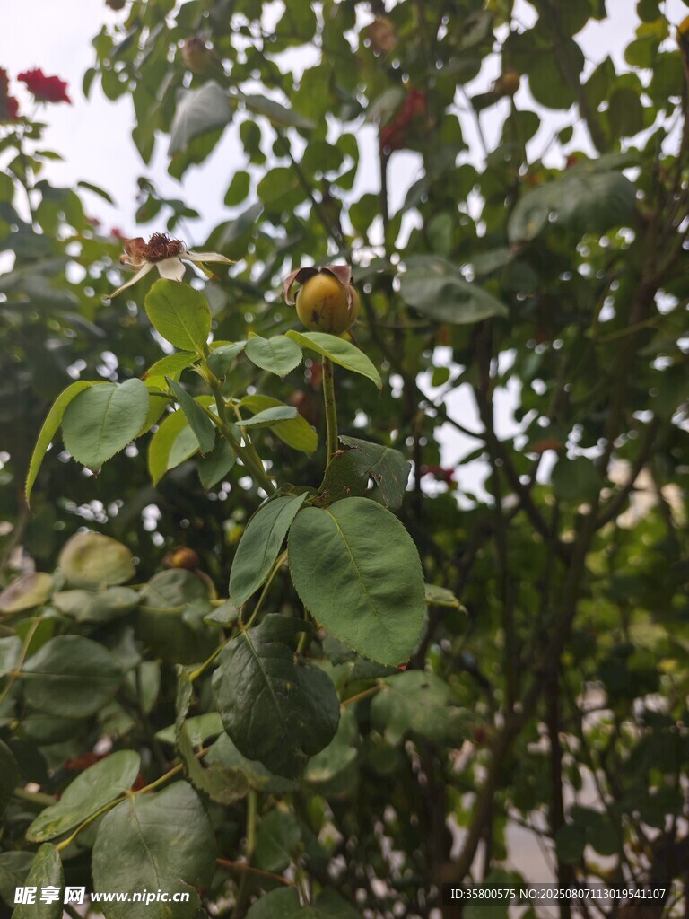 绿叶繁茂的植物景象