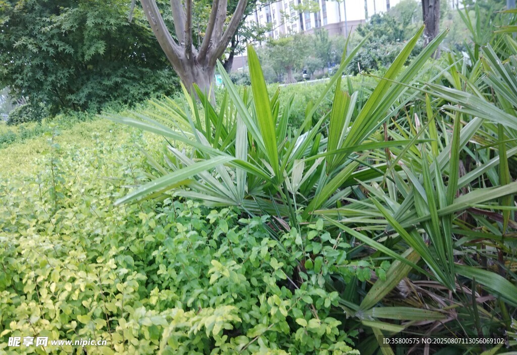 户外绿植景观
